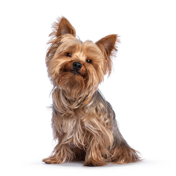 Yorkshire terrier dog on white background Scruffy adult blue gold Yorkshire terrier dog, sitting up facing front Looking towards camera and smiling. Isolated on a white background. lap dog stock pictures, royalty-free photos & images