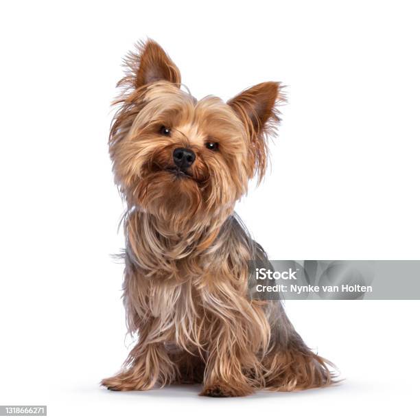 Yorkshire Terrier Dog On White Background Stock Photo - Download Image Now - Dog, White Background, Yorkshire Terrier