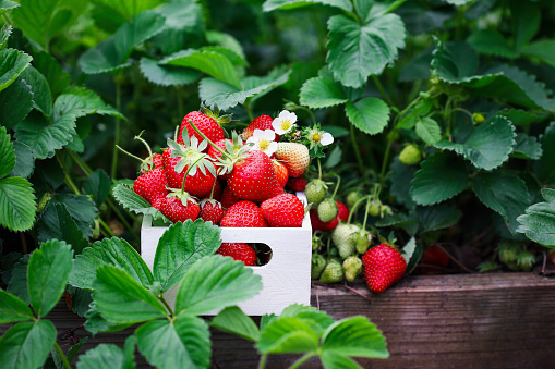 Fresh organic strawberries in a white wood basket by plants growing in a raised strawberry bed, with blossoms, green and red berries. Selective focus with blurred foreground and background.