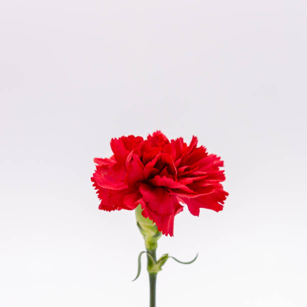 istock Red carnation flower isolated on white background 1318666825
