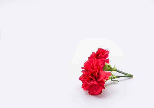 istock Red carnation flower isolated on white background 1318666831