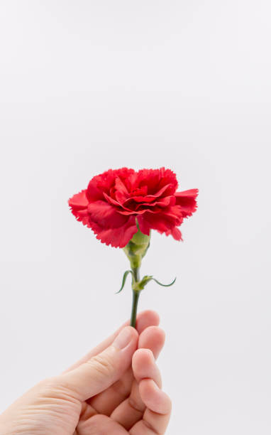 beautiful flower of a red carnation in the hands of a man - flower head bouquet built structure carnation imagens e fotografias de stock
