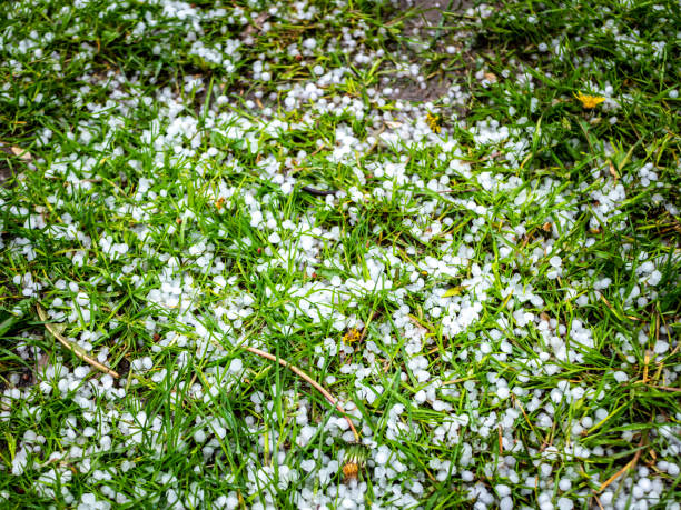 istock Meadow full of hailstones after a storm 1318666857