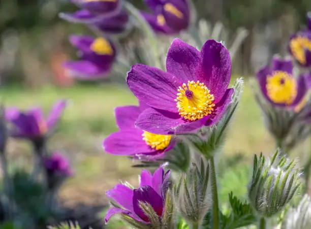Close up detail with Pulsatilla vulgaris or the pasqueflower on the field
