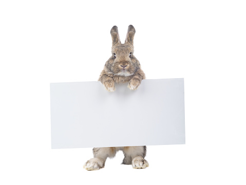 brown bunny holding an advertising board for your lettering isolated on white background