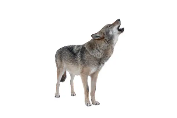 howling gray wolf isolated on white background