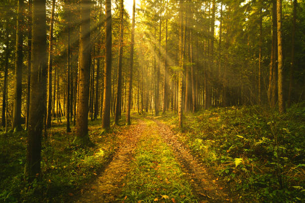 istock Beautiful green forest with sun rays coming through trees 1318670775