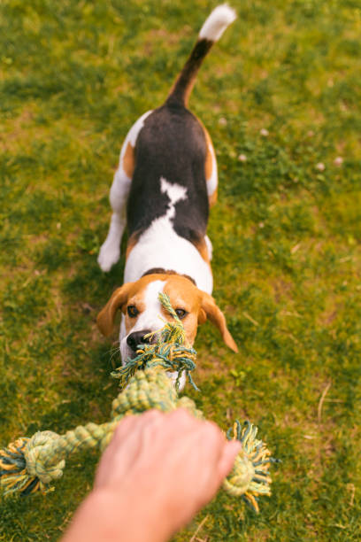 istock Dog beagle Pulls a rope and Tug-of-War Game with owner 1318670778