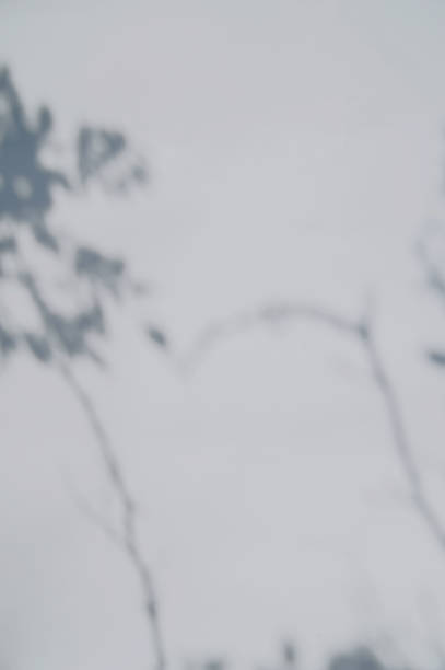 istock Defocused shadows of branches overlay.Abstract defocused shadows on white background. 1318673161