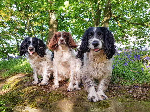 istock A walk in the bluebells 1318673180