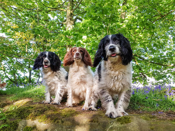 istock A walk in the bluebells 1318673181