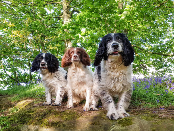 istock A walk in the bluebells 1318673193