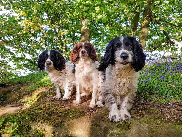 istock A walk in the bluebells 1318673198