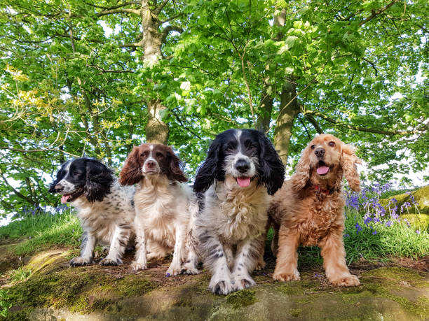 istock A walk in the bluebells 1318673203