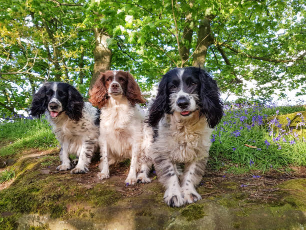 istock A walk in the bluebells 1318673206