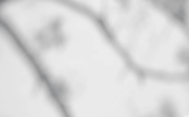 istock Defocused shadows of branches overlay.Abstract defocused shadows on white background. 1318673233