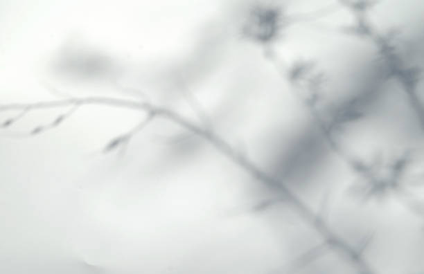 istock Defocused shadows of branches overlay.Abstract defocused shadows on white background. 1318673235
