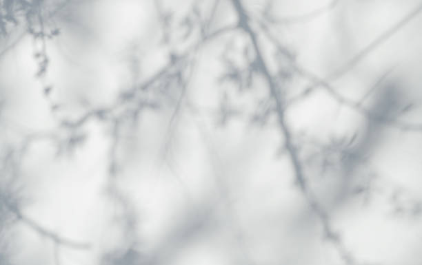 istock Defocused shadows of branches overlay.Abstract defocused shadows on white background. 1318673236