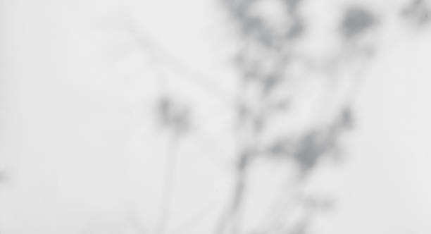 istock Defocused shadows of branches overlay.Abstract defocused shadows on white background. 1318673242