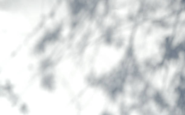 istock Defocused shadows of branches overlay.Abstract defocused shadows on white background. 1318673247