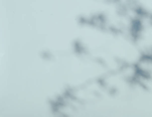 istock Defocused shadows of branches overlay.Abstract defocused shadows on white background. 1318673257