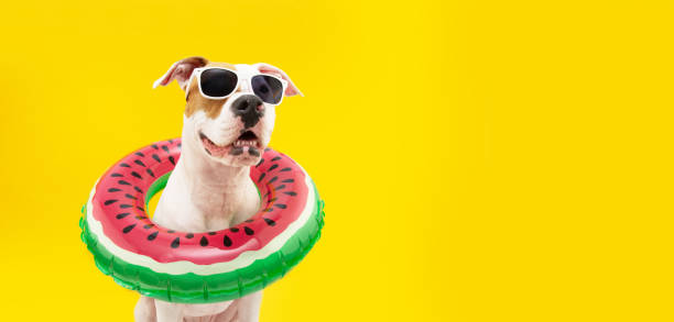 Banner dog summer going on vacations. American Staffordshire  inside an inflatable swimming pool ring. Isolated on yellow background Banner dog summer going on vacations. American Staffordshire  inside an inflatable swimming pool ring. Isolated on yellow background empty profile picture stock pictures, royalty-free photos & images