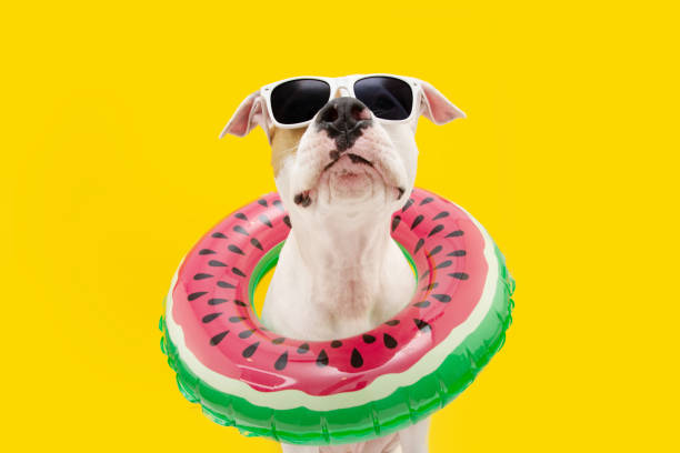 lustige hund sommer. american staffordshire in einem aufblasbaren poolring. isoliert auf gelbem hintergrund - humor stock-fotos und bilder