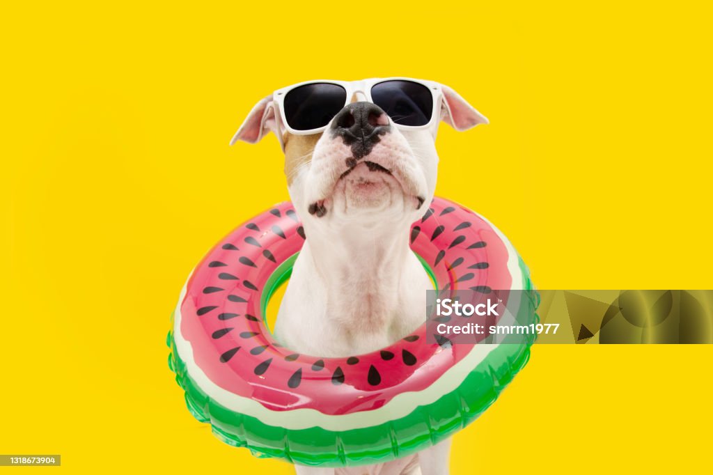 Funny dog summer. American Staffordshire  inside an inflatable swimming pool ring. Isolated on yellow background Summer Stock Photo