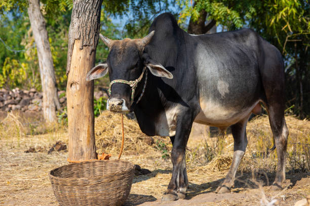 istock Indian ox on a farm 1318674913