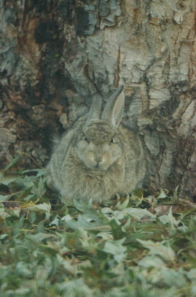 istock Cozy bunny camouflaged against a tree and fallen leaves. 1318674930
