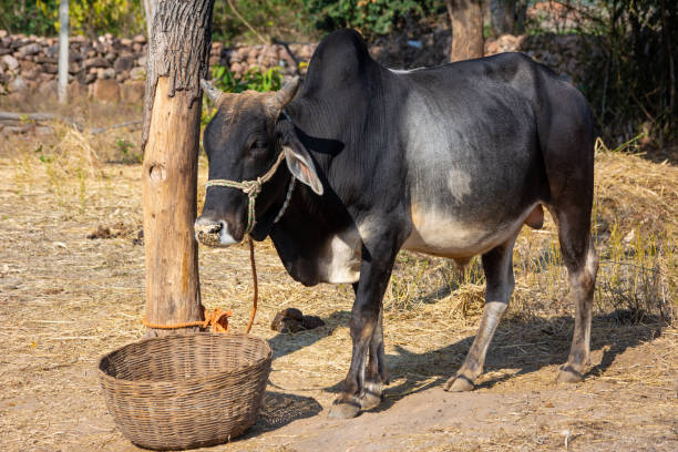 istock Indian ox on a farm 1318675305