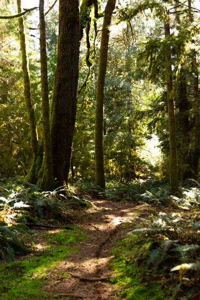 istock Sun-dappled mossy trail through the woods 1318675369