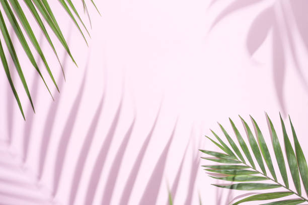 istock Minimal creative layout made of tropical palm leaves on pastel pink background. Summer exotic concept with copy space. 1318676048
