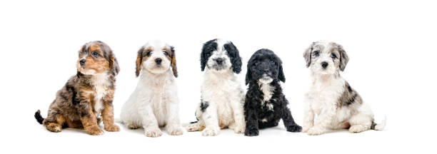 istock Puppy Love 1318676215
