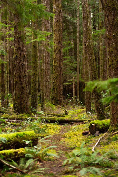 istock Trail through mossy forest on Cortes Island, BC 1318676525