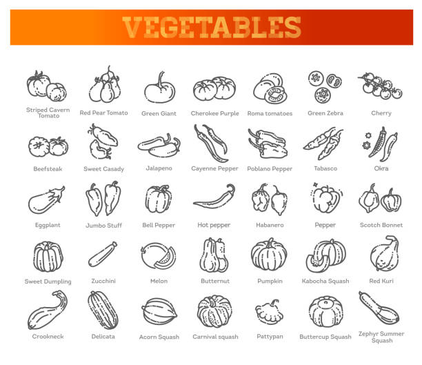 illustrations, cliparts, dessins animés et icônes de collecte vectorielle avec divers types de tomates, poivrons, courges et autres légumes - crookneck squash