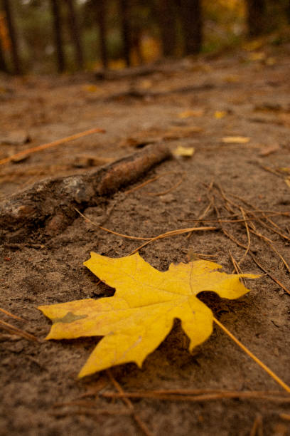 yellow leaf on the ground in the forest yellow leaf on the ground in the forest in Cherkasy, Cherkasy Oblast, Ukraine cherkasy stock pictures, royalty-free photos & images