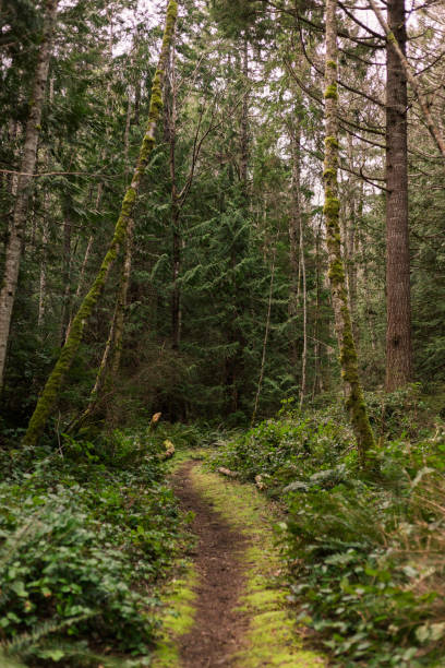 istock Trail through mossy forest on Cortes Island, BC 1318676743