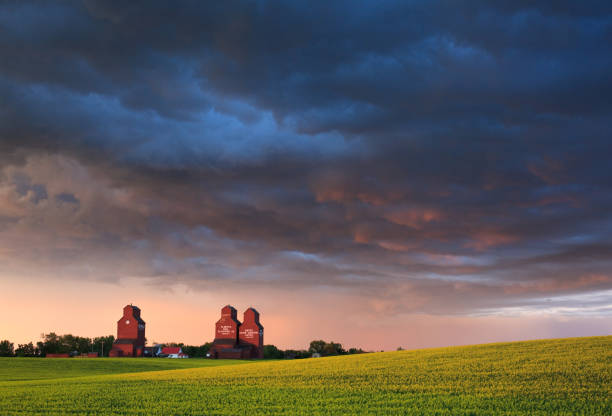 A classic Canadian prairie town - Rowley, Alberta - in a stunning storm. Ripe canola field in foreground.