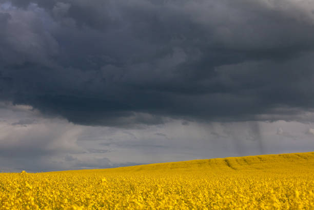 istock Bright Yellow Canola Field And Stormy Sky In Alberta, Canada 1318677439