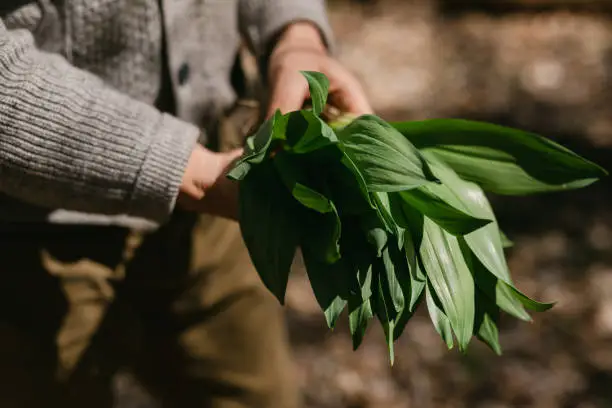 Close up of a man's hand inspecting his freshly foraged wild ramps in Bridgeport, CT, United States