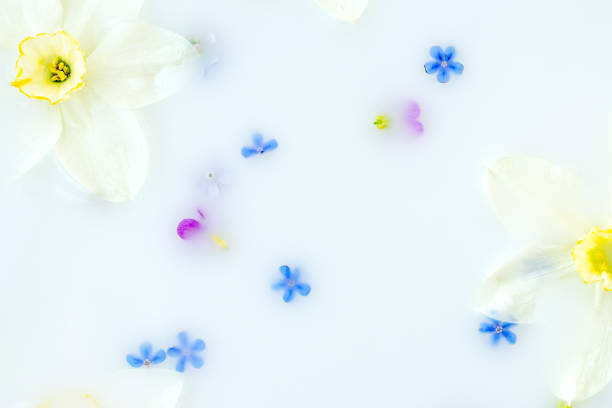 istock Creative floral background.Daffodil and forget-me-not flowers floating in milk. 1318679134