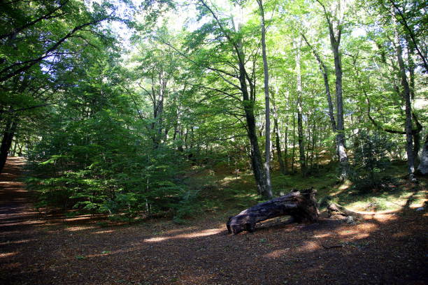 vista della faggeta verde con foglie secche e tronco caduto a terra, bosco s.antonio, pescocostanzo, abruzzo, italia - beech tree wilderness area forest log foto e immagini stock