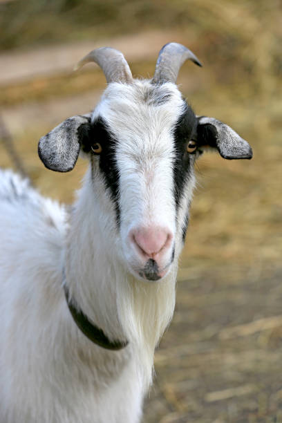 istock funny goat on farm 1318679551