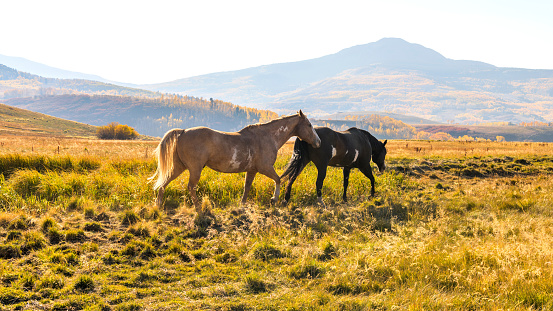 Two beautiful horses playing freely on a mountain meadow at Wilson Mesa on a bright sunny Autumn evening. Telluride, Colorado, USA.