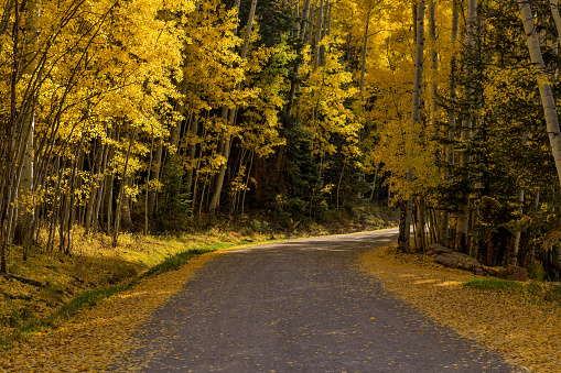A narrow mountain road winding in a dense golden aspen forest. Telluride, Colorado, USA.
