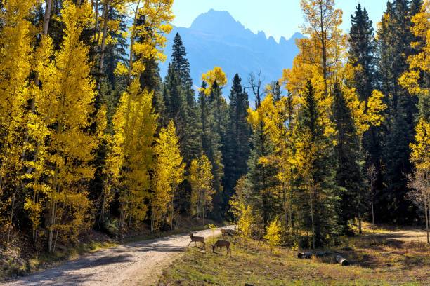 bosque de montaña de otoño - dos jóvenes ciervos mula vagando cruzando una carretera de campo en un denso bosque de otoño en la base de la escarpada cordillera de sneffels. bosque nacional uncompahgre, ridgway-telluride, co, ee.uu. - uncompahgre national forest fotografías e imágenes de stock