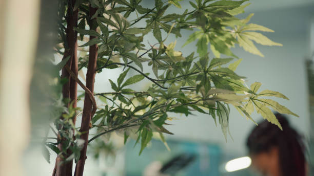 cientista da etnia africana verificando maconha medicinal. testando amostras de plantas. gráficos e modelos em telas de computador. equipe em segundo plano - genetic research men chemical protective glove - fotografias e filmes do acervo