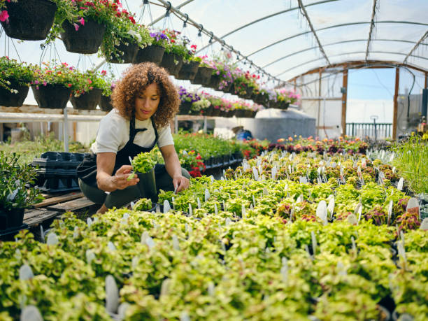 femme dans un centre de jardin de serre chaude - garden center flower women plant photos et images de collection