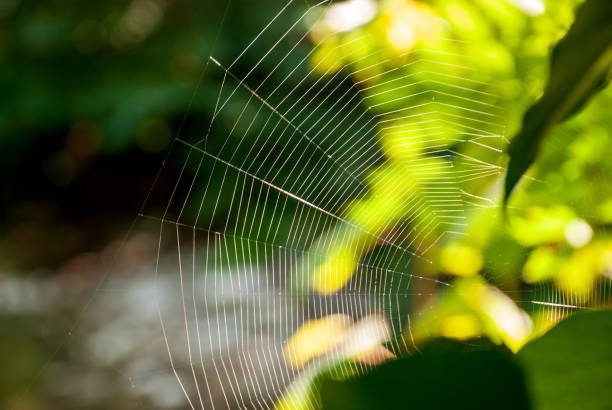 istock Spider in the rays of sunlight on a blurred natural background 1318680919